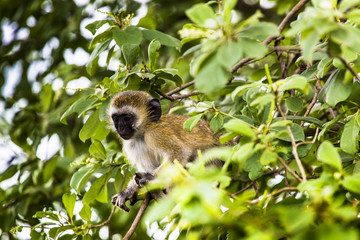 Vervet monkey (Cercopithecus aethiops) sitting in a tree, South