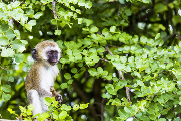 Vervet aap (Cercopithecus aethiops) zittend in een boom, South