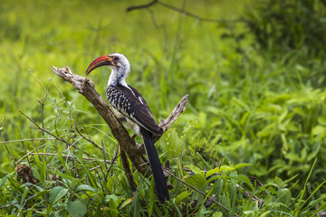 Yellow billed hornbill walking on ground looking and begging for