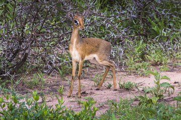 A dik-dik, a small antelope in Africa. Lake Manyara national par
