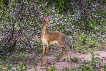 A dik-dik, a small antelope in Africa. Lake Manyara national par