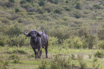 African buffalo (Syncerus caffer) on the grass.