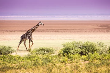 Crédence de cuisine en verre imprimé Girafe Giraffes in Lake Manyara national park, Tanzania