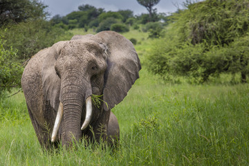 Naklejka na ściany i meble Huge African elephant bull,Tarangire National Park, Tanzania