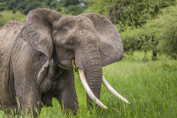 Naklejka na ściany i meble Huge African elephant bull,Tarangire National Park,Tanza