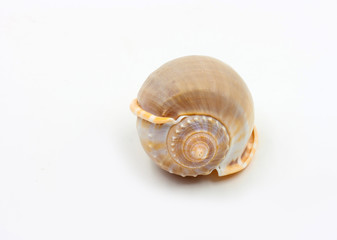 Sea shell  on white background