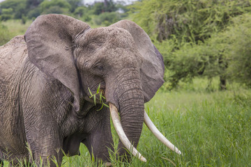 Fototapeta na wymiar Huge African elephant bull,Tarangire National Park, Tanzania