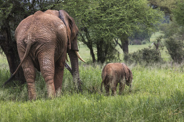 Mother and baby african elephants,Tanzania