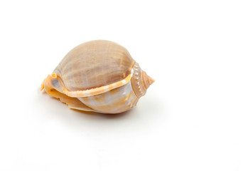 Phalium glaucum Sea shell  on white background