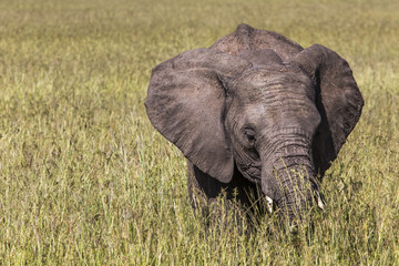 Fototapeta na wymiar Wild elephant in Maasai Mara National Reserve, Kenya.