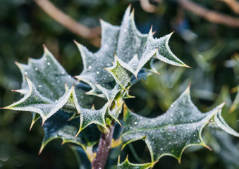 Fototapeta premium Holly On Ice