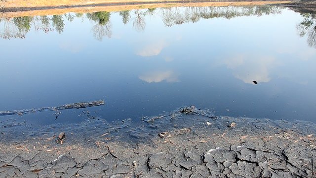 Effects Environmental from Water contaminated with oil