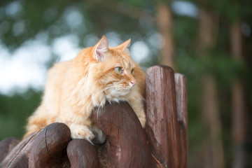 Fototapeta na wymiar Beautiful red cat