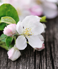 Fototapeta na wymiar Apple blossom on a old wooden background