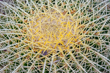 Cactaceae