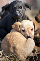 Cute puppies