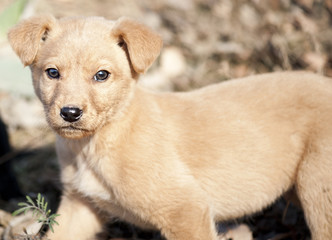Cute puppies