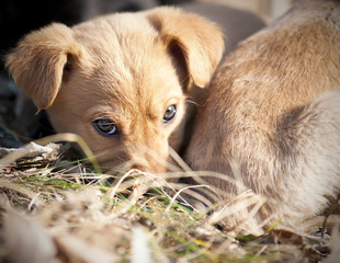 Cute puppies