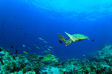Naklejka na ściany i meble Hawksbill Sea Turtle on coral reef