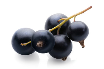 black currant bunch on white background