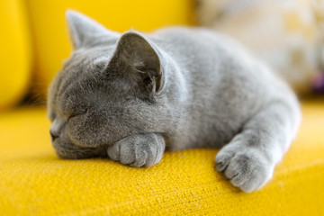Cat nap