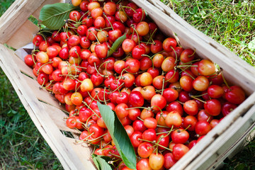 Kirschen in Korb