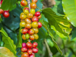 Red coffee beans on a branch of coffee tree, ripe and unripe ber