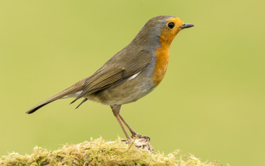 Posadero de aves