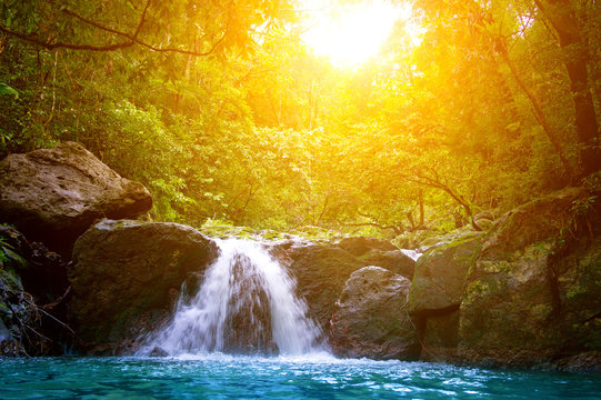 Fototapeta Rainforest