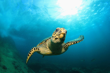 Naklejka premium Hawksbill Sea Turtle