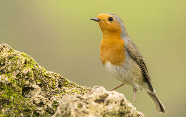 Especie ornitológica europea