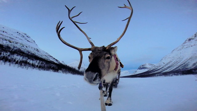 POV Norwegian Sledge Reindeer animal working pet snow covered sunset landscape 