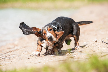 Funny basset hound dog shaking off the water