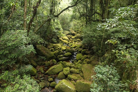 Brazil rainforest - Serra dos Orgaos