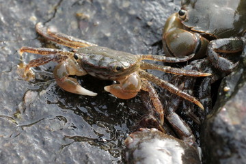 Green Shore Crabs - Hemigrapsus oregonensis