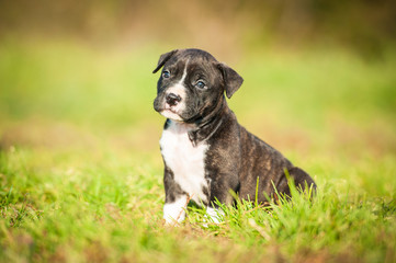 American staffordshire terrier puppy sitting on the lawn