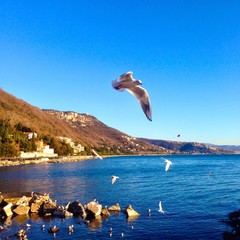 Seagull in the Sea - Miramare Castle Park - Trieste Italy