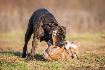 American staffordshire terrier mother playing with little puppy © Rita Kochmarjova