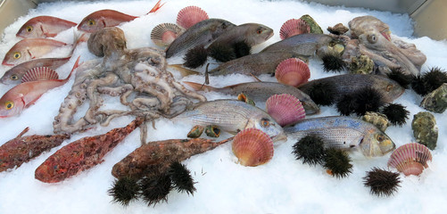 Octopus and other many fresh fish in the fridge