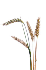 Ripe ears of wheat on a white background