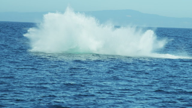 Breaching Humpback whale aquatic mammal, coastal waters Pacific ocean, USA