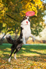 Border collie catching frisbee in the park in autumn