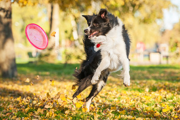 Border collie playing with frisbee in the park in autumn
