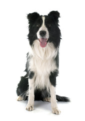 border collie