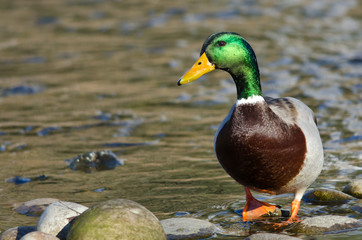 Mallard Duck Foraging at the Side of a River