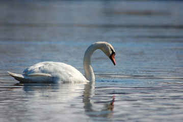 mute swan