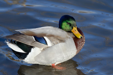 Mallard Duck Resting on the Water