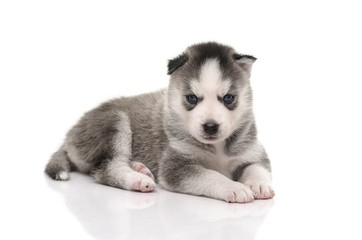 Blue eyes Siberian Husky puppy