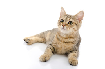 Fototapeta na wymiar Cute golden kitten on white background