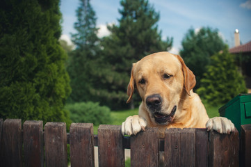 Labrador dog peeping from behind a fence